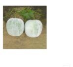 AG F1 Ash Gourd Seeds - Green with White Ash, Big Uniform Fruit - Image 2